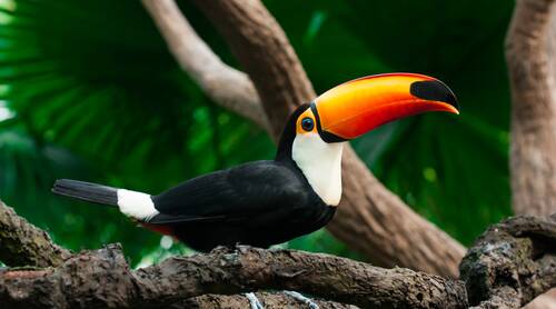 Toucan sits branch jungle