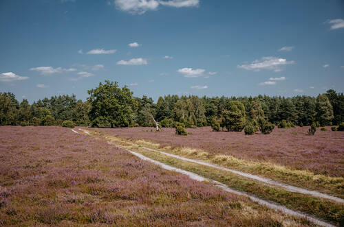 NRP Oberoher Heide web