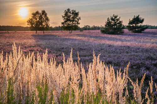 Fassberg Oberoher Heide Heidebluete Sonnenuntergang ccbysa MarTiem 20210825