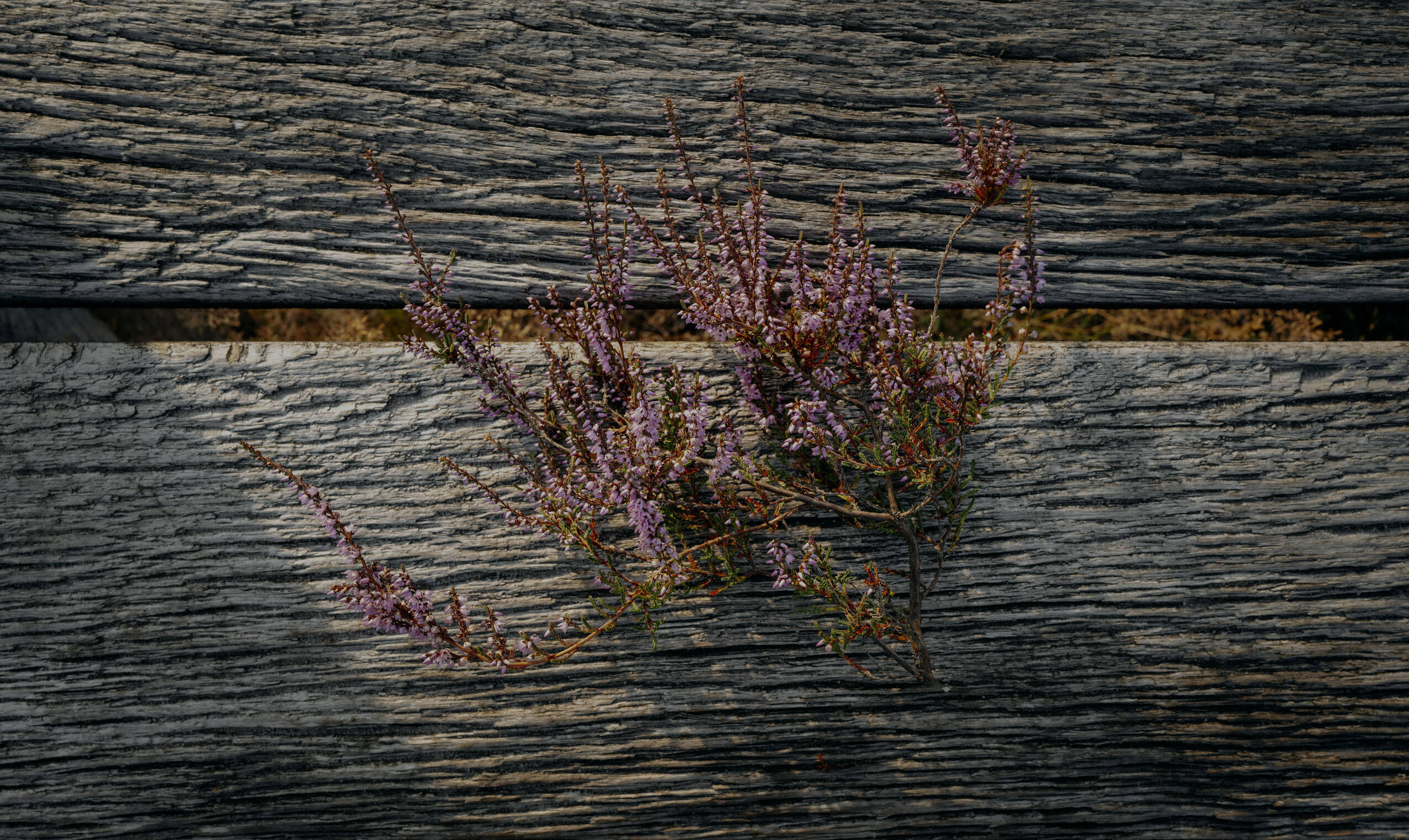 NRP Heideblüte auf  Holz high