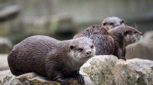 Otter 3634162 1920