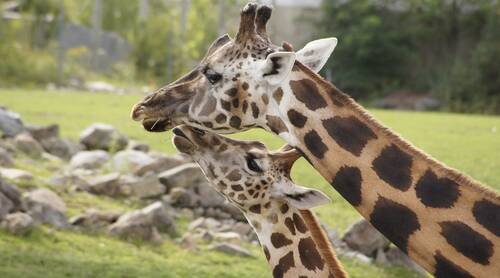 Giraffe 4638681 1920